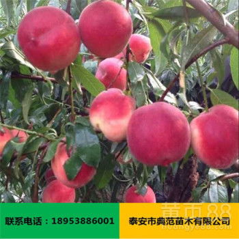 金秋红蜜桃品种介绍 金秋红蜜桃品种缺点