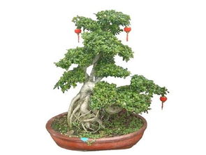 金鱼花夏天多久浇一次水 金鱼花夏天掉叶子