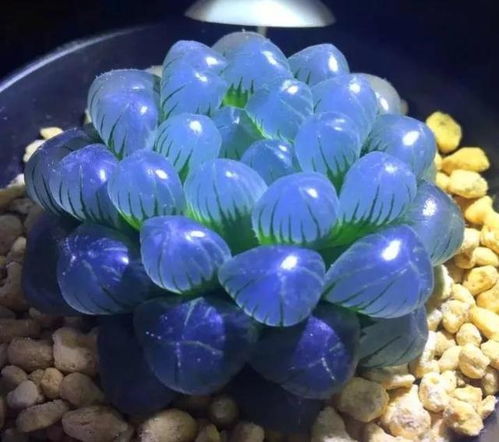 金风玉露象征什么爱情 金风玉露的寓意好吗