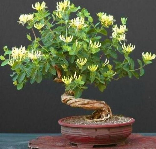 金银花的寓意 金银花是凶树还是吉树