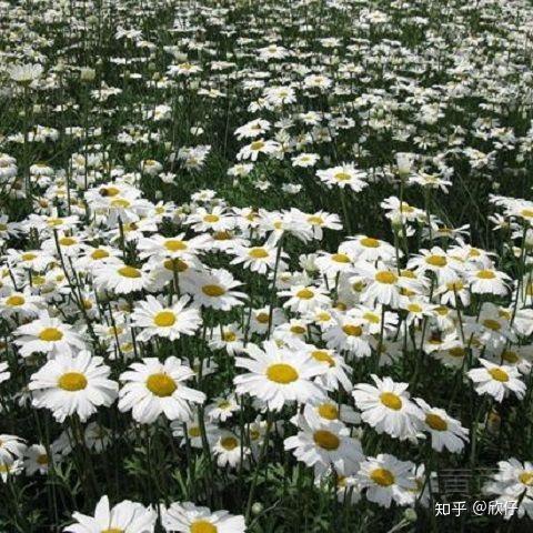 钱串子害怕花露水吗 怎么防止钱串子爬到床上