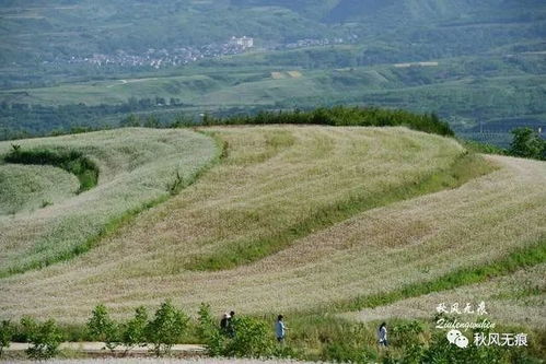 铁兰开花后中间扇子怎么处理 铁兰开完花扇形剪掉视频