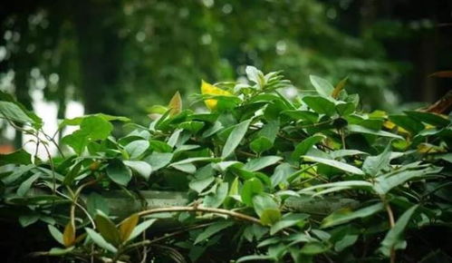 金银花藤和忍冬藤一样吗 金银花为什么叫忍冬