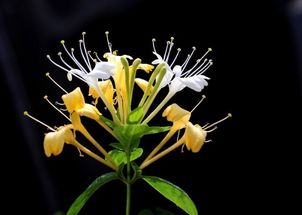 金银花干货多少钱一斤 2023年金银花价格多少