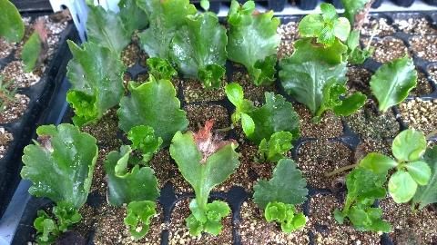 金鱼草的繁殖方法 金鱼草扦插在几月份