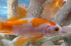 金鱼多久不喂会饿死 金鱼直接用自来水会死吗