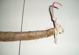 铁棍山药发芽了可以种到土里吗 山药长芽了削掉还能吃吗