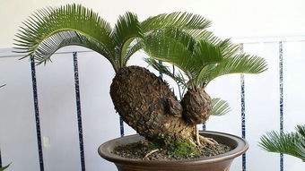 铁树浇水的正确方法 铁树夏天几天浇一次水