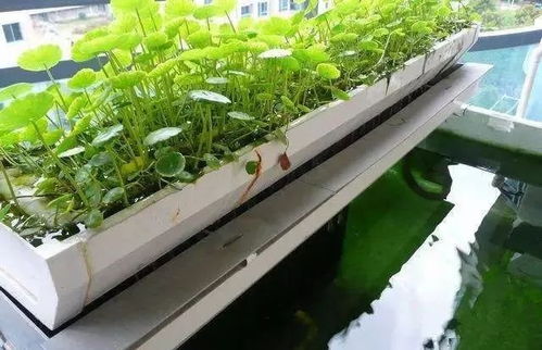 铜钱草全部泡到鱼缸里腐烂了 铜钱草全部浸在水里会烂吗