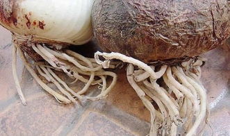 铁树用高盆还是矮盆 小铁树球深埋还是浅埋