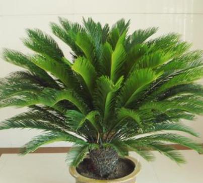 铁树长新叶是好兆头 铁树出新叶寓意好不好