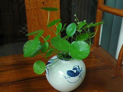 铜钱草为什么会开花 铜钱草的危害