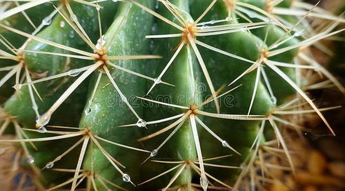 铂金钻植物有毒吗 铂金钻适合家里养吗
