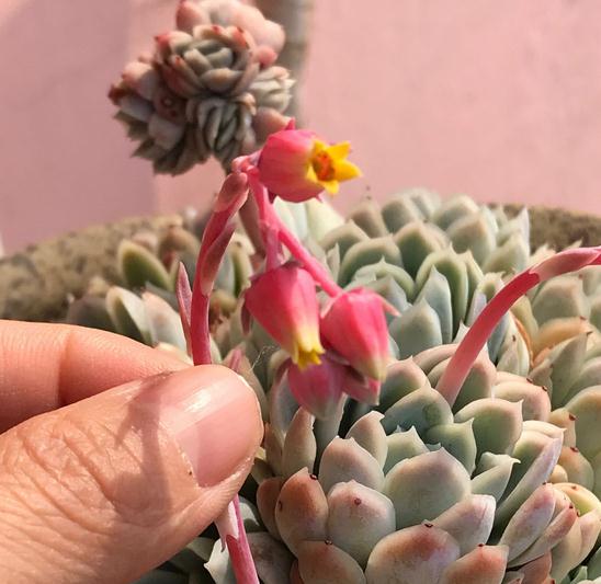 铁兰开花后第二年还会开花吗 铁兰中间的东西剪了还能再长吗