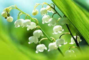 铃兰花 英文 山茶花的英语