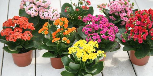 长寿花三伏天放在什么位置好 长寿花不宜放三处