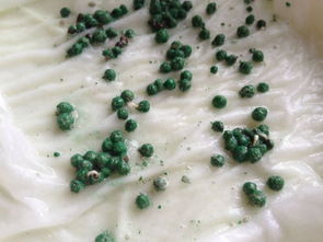 铜钱草有种子的吗 铜钱草结的种子图片