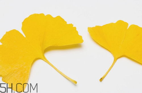 银杏代表女人的意义 银杏叶表达了什么感情