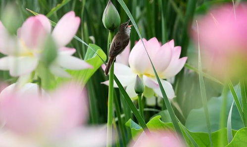 银装素裹是什么季节 接天莲叶无穷碧是什么季节的