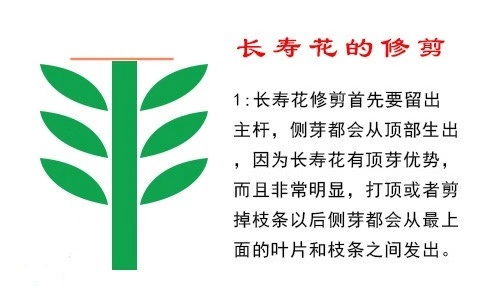 长寿花怎么修剪才能爆盆 长寿花立秋后能打顶吗