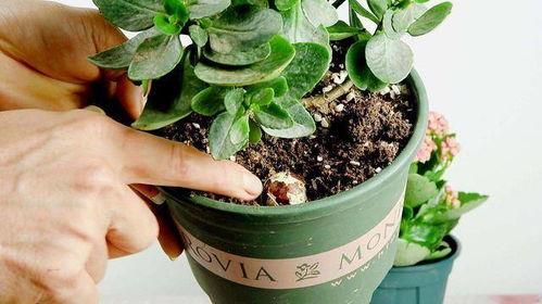 长寿花一年开几次花 三种人不能养长寿花