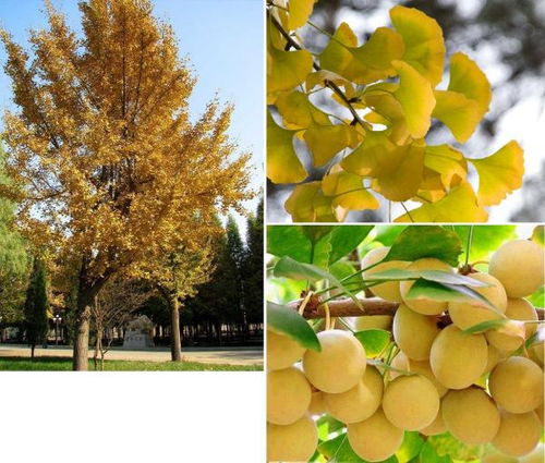银杏的象征意义四个字来概括 银杏的特征四字成语