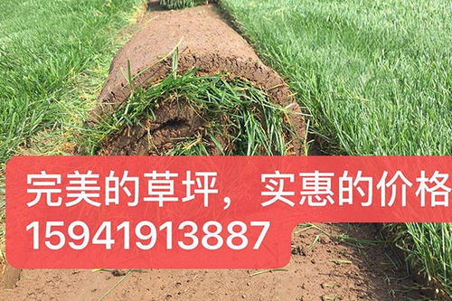 铺100平米草坪多少钱 绿化草坪价格每平米多少钱