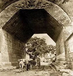 长寿花用水泡出根后怎样入盆 长寿花用泡出根再栽到土里吗