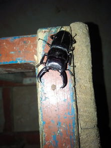 锹甲虫多久喂一次 锹甲能饿几天