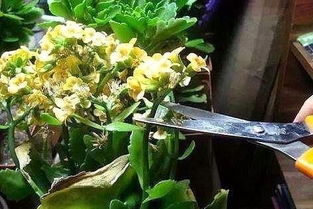 长寿花几月停止修剪 长寿花的休眠期是几月