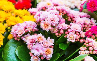 长寿花一年四季都开花吗 为什么家里忌讳长寿花