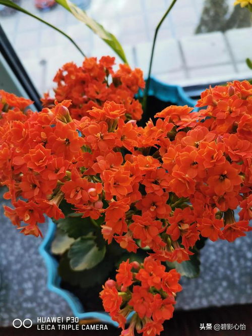 长寿花几月份就不能打顶了 长寿花立秋后能打顶吗