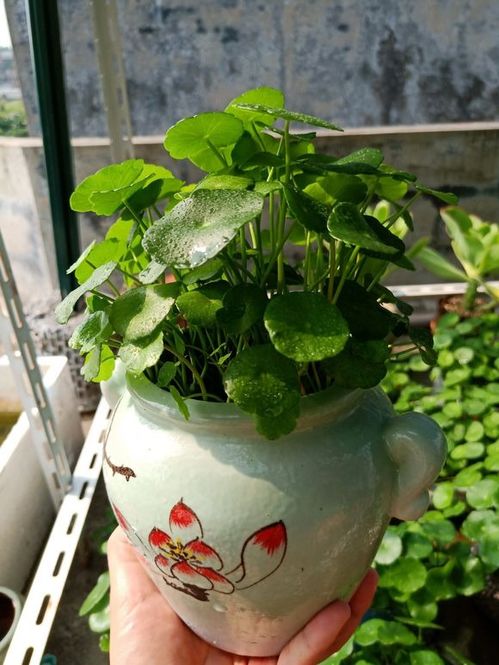 铜钱草用沙子和土哪个好 纯沙子可以养铜钱草嘛