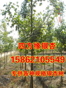 银杏之乡指的是哪个城市 中国十大银杏之乡