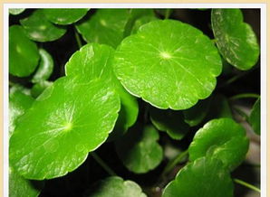 铜钱草的正确吃法 铜钱草能治什么病