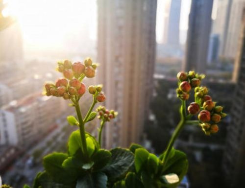 长寿花的休眠期是几月 长寿花不宜放三处