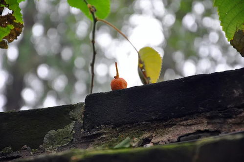 银杏多久可以结一次果 银杏树真的是百年结一次果吗