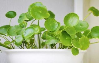 铜钱草风水大忌 铜钱草什么属相不能养