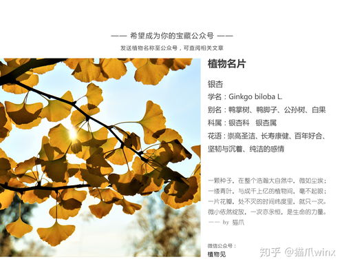 银杏有种子吗 银杏有种子和果实吗