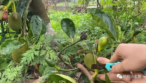 长得像菠萝蜜但是很小 有一种果子很像菠萝蜜