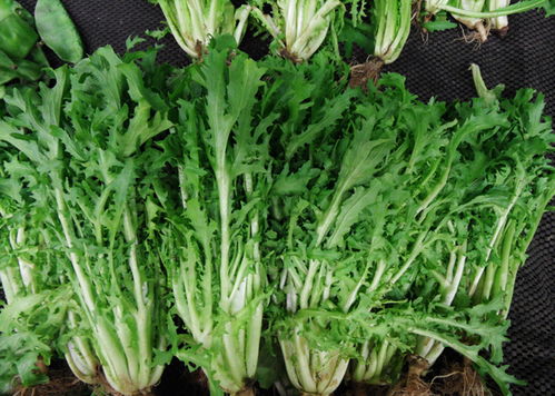 长得跟生菜很像但比生菜高 长得很像生菜又不是生菜