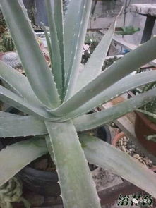 长期用芦荟擦脸的危害 自己种的芦荟可以涂脸吗