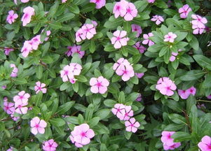 长春花为什么叫夺命花 长春花的寓意和象征风水