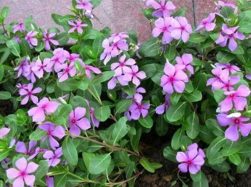 长春花突然一整盆枯萎了 长春花为何卷叶枯死