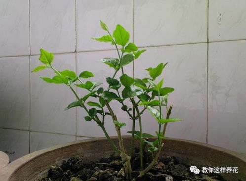 长花娃娃发芽钻不出来 开花娃娃发芽了用把网子剪掉吗