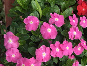 长春花又叫什么花 长春花适不适合在室内养