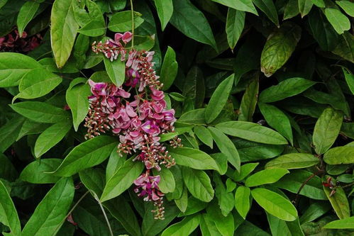 长期喝鸡血藤的好处 鸡血藤的副作用太大了