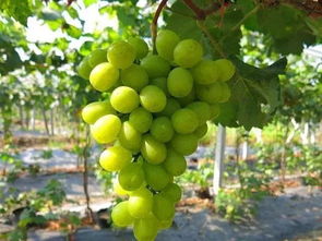 阳光玫瑰葡萄是寒性的吗 阳光玫瑰不建议吃