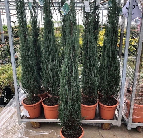 门口有柏树怎么处理 门前栽柏树是否吉祥