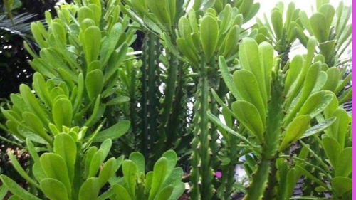 门口栽什么树镇宅旺财 门口不能种的8种树
